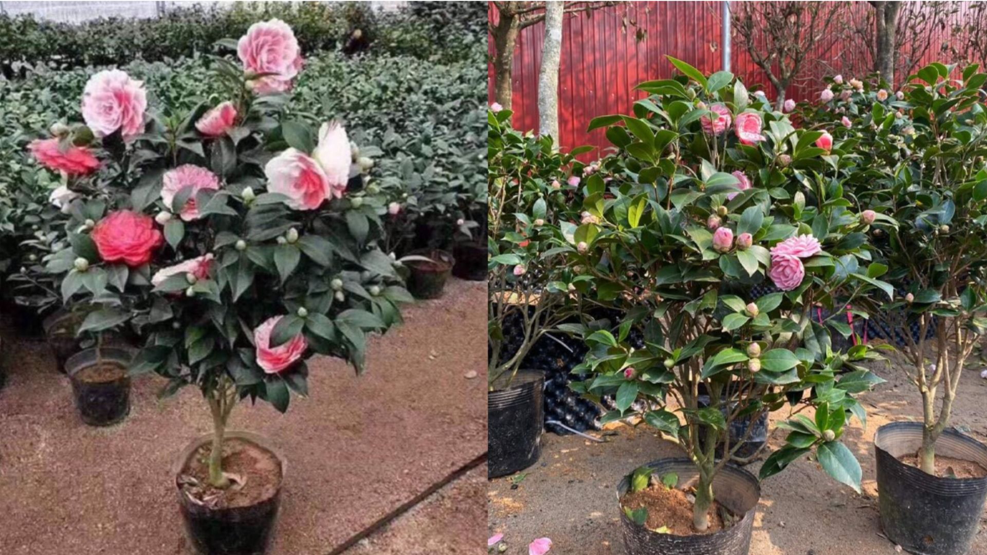 Cách Chăm Sóc Cây Hoa Trà